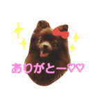 チョコポメLULU（個別スタンプ：9）