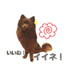 チョコポメLULU（個別スタンプ：10）