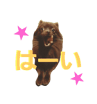 チョコポメLULU（個別スタンプ：11）