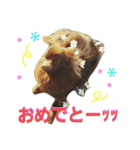 チョコポメLULU（個別スタンプ：12）