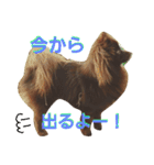 チョコポメLULU（個別スタンプ：13）