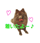 チョコポメLULU（個別スタンプ：14）