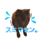 チョコポメLULU（個別スタンプ：15）