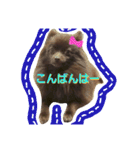 チョコポメLULU（個別スタンプ：16）