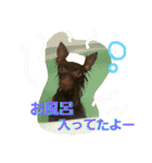 チョコポメLULU（個別スタンプ：17）