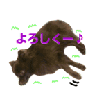 チョコポメLULU（個別スタンプ：19）