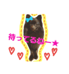 チョコポメLULU（個別スタンプ：20）