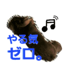 チョコポメLULU（個別スタンプ：21）