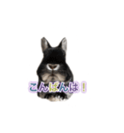 kuon（個別スタンプ：11）