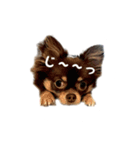 kuon（個別スタンプ：12）