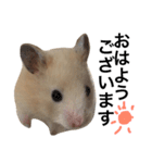 キンクマハムスター  おあげちゃん（個別スタンプ：1）