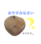 キンクマハムスター  おあげちゃん（個別スタンプ：2）