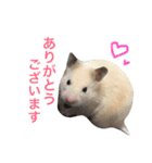 キンクマハムスター  おあげちゃん（個別スタンプ：3）