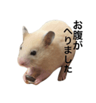 キンクマハムスター  おあげちゃん（個別スタンプ：6）
