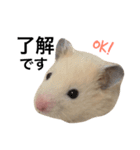 キンクマハムスター  おあげちゃん（個別スタンプ：10）