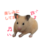 キンクマハムスター  おあげちゃん（個別スタンプ：11）