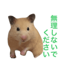 キンクマハムスター  おあげちゃん（個別スタンプ：12）