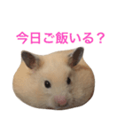 キンクマハムスター  おあげちゃん（個別スタンプ：16）