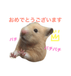キンクマハムスター  おあげちゃん（個別スタンプ：17）