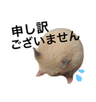 キンクマハムスター  おあげちゃん（個別スタンプ：22）