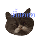 This is p'koh（個別スタンプ：1）