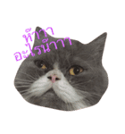 This is p'koh（個別スタンプ：3）
