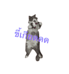 This is p'koh（個別スタンプ：6）