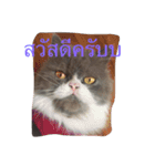 This is p'koh（個別スタンプ：7）