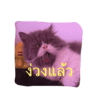 This is p'koh（個別スタンプ：8）