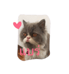 This is p'koh（個別スタンプ：11）