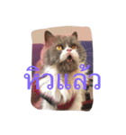 This is p'koh（個別スタンプ：14）