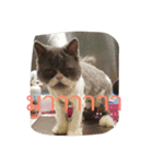 This is p'koh（個別スタンプ：15）