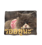 This is p'koh（個別スタンプ：16）