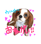 キャバリアのペロちゃん（個別スタンプ：4）