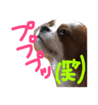 キャバリアのペロちゃん（個別スタンプ：8）