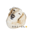 関西犬 花子（個別スタンプ：1）