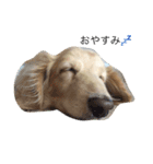 関西犬 花子（個別スタンプ：2）