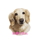 関西犬 花子（個別スタンプ：3）
