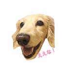 関西犬 花子（個別スタンプ：4）