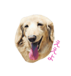 関西犬 花子（個別スタンプ：5）