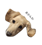 関西犬 花子（個別スタンプ：6）