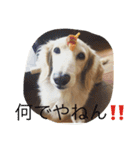 関西犬 花子（個別スタンプ：7）