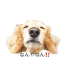 関西犬 花子（個別スタンプ：8）