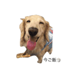 関西犬 花子（個別スタンプ：10）