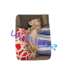 関西犬 花子（個別スタンプ：12）