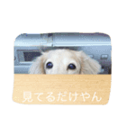 関西犬 花子（個別スタンプ：13）