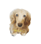 関西犬 花子（個別スタンプ：14）