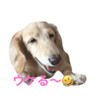 関西犬 花子（個別スタンプ：15）
