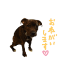 StaffyBetty ＆ Hanna 2（個別スタンプ：4）