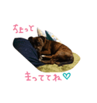 StaffyBetty ＆ Hanna 2（個別スタンプ：10）